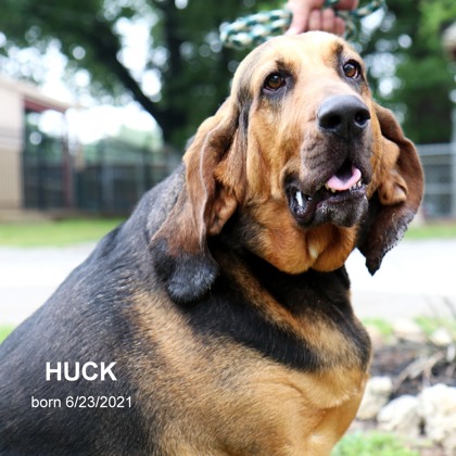 Photo of Huck