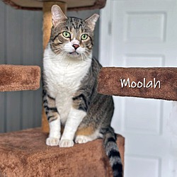 Thumbnail photo of Moolah #2