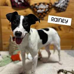 Thumbnail photo of Rainey #1