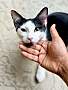 OREO (BONDED TO SPICE) - Domestic Shorthair available for adoption