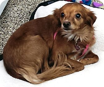 italian greyhound papillon mix