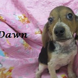 Thumbnail photo of Dawn #3