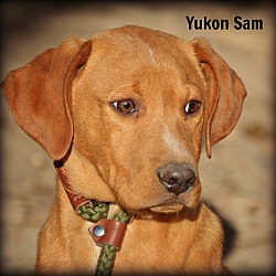 Thumbnail photo of Yukon Sam~meet me!~ #1