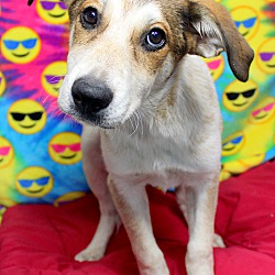 Thumbnail photo of Boone~adopted! #2