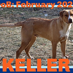 Thumbnail photo of KELLER - $100 #3
