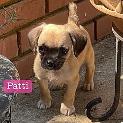 Thumbnail photo of Patti #1