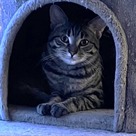 Adopt A Pet :: Bamboozled - South Haven, MI