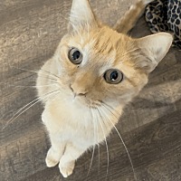 adopt-pet