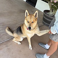 adopt a pet
