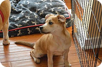 Manassas Va Shiba Inu Meet Kimiko A Pet For Adoption