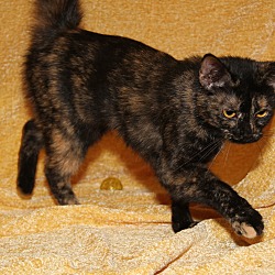 Thumbnail photo of Lilly (Spayed)-New Photos #3