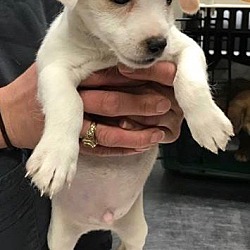 Thumbnail photo of White/Cream Male Chi Pup #2