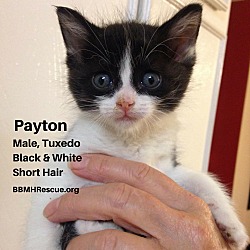 Thumbnail photo of Payton #1