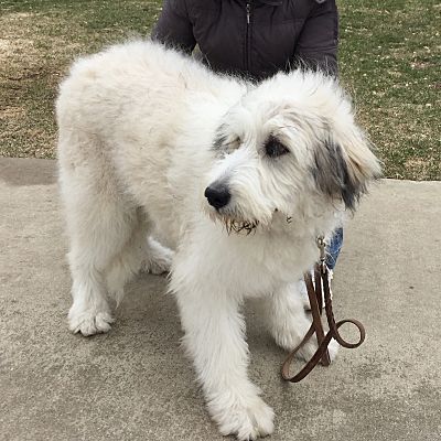 Komondor mix 2024 puppies