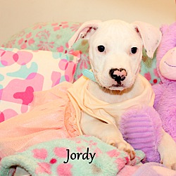 Thumbnail photo of Jordy~adopted! #3