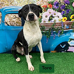 Thumbnail photo of Toro #2