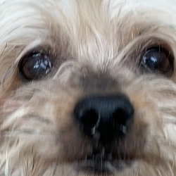 Thumbnail photo of Gidget #4