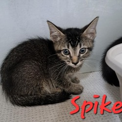 Thumbnail photo of Spike #3