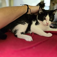 adopt a pet