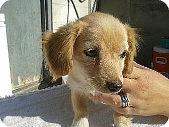 cocker spaniel chihuahua mix for sale