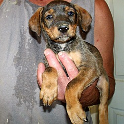 Thumbnail photo of THE DIEGO PUPS B #2