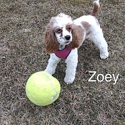 Photo of Zoey-NO OUT OF STATE