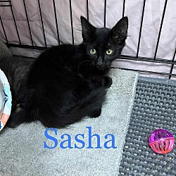 Thumbnail photo of SASHA #2