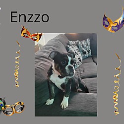 Photo of Enzzo