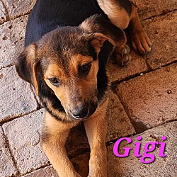 Thumbnail photo of Gigi #4