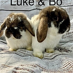 Photo of Bo and Luke