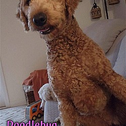 Thumbnail photo of Doodlebug - Labradoodle - $55 Adoption Fee #1