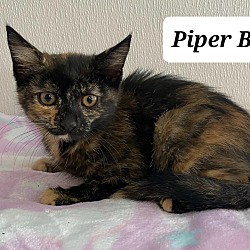 Thumbnail photo of Piper B272 #2