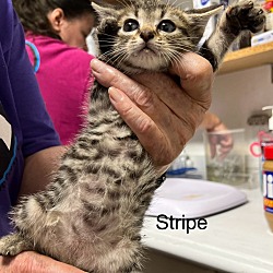 Photo of Stripe