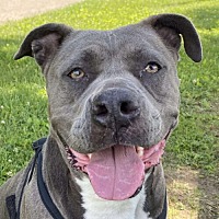 adopt a pet