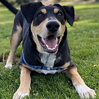 adopt a pet