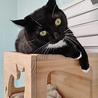 adopt a pet