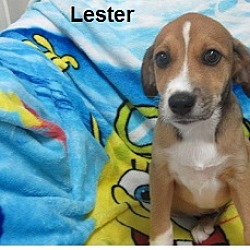 Thumbnail photo of Lester #1