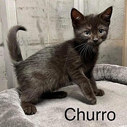 Photo of Churro