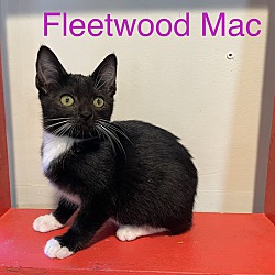 Photo of Fleetwood Mac