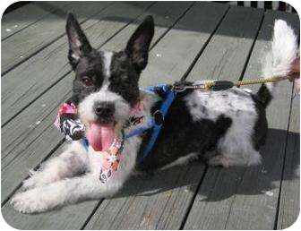 west highland white terrier boston terrier