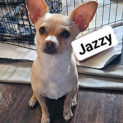 Photo of Jazzy