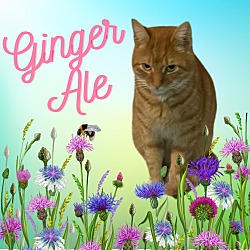 Photo of Ginger Ale