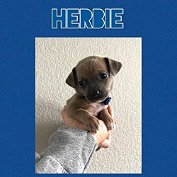 Photo of HERBIE