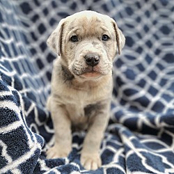 Photo of Martin - M Litter - AVAILABLE