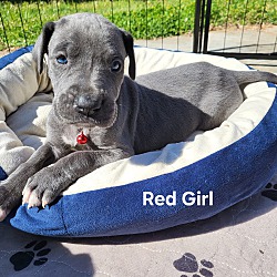Photo of Red Girl