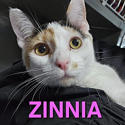 Thumbnail photo of ZINNIA #1