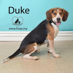 Thumbnail photo of Duke #1