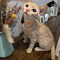 adopt a pet