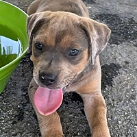 adopt a pet
