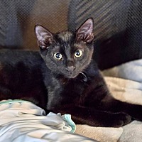 adopt-pet